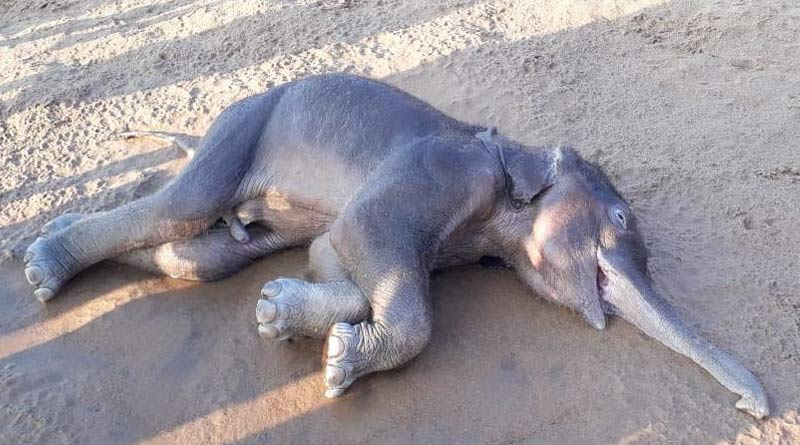Elephant cub of 2 months died by drowning into the river at Jhargram