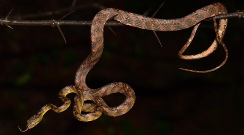 New Snake Species Named After Uddhav Thackeray's Younger Son