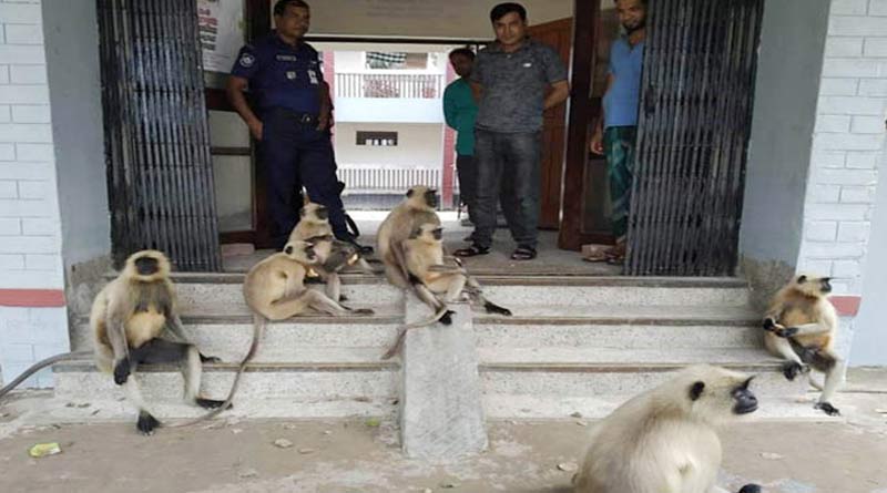 বিচার চাই, থানার সামনে শাবক নিয়ে ধরনায় একদল হনুমান
