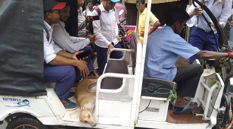টিফিনের টাকায় জখম সারমেয়কে হাসপাতালে নিয়ে গেল খুদে পড়ুয়ারা