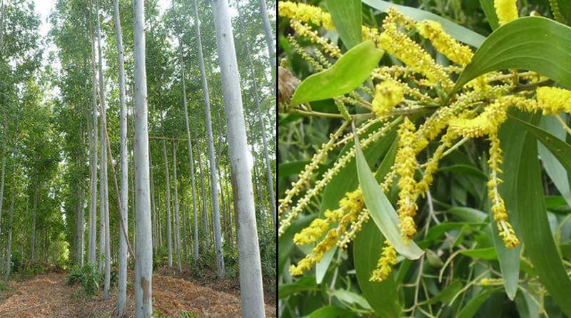 Environment Department of Bangladesh decides to cut Eucalyptus and Akashmoni