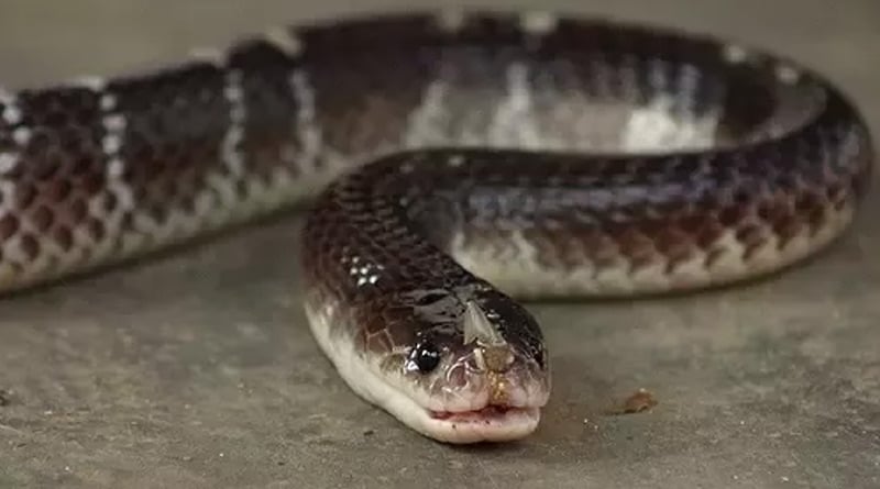 Dos and don'ts of Kalach snake bite, doctors share tips