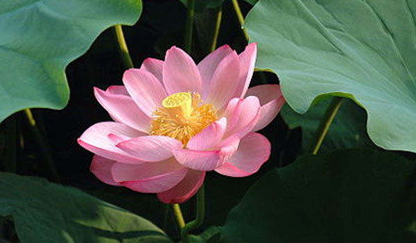 lotus2