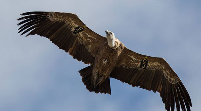 Decreasing number of vultures causes disturbance in environmental balance