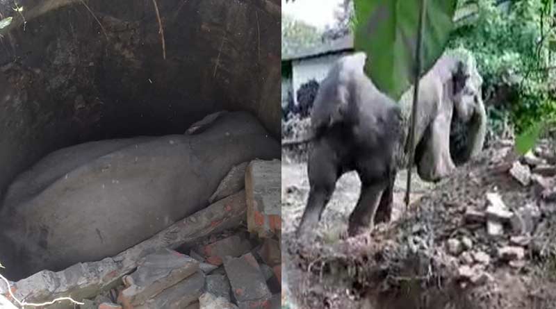 Elephant fell into a abandoned well in Bagrakot, Jalpaiguri