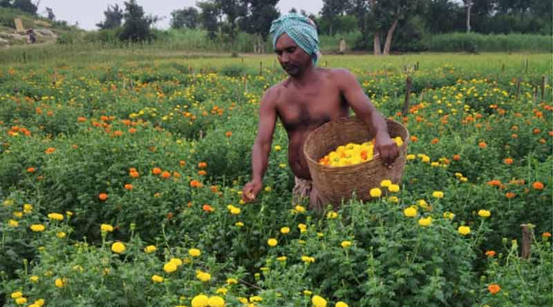 A couple of Purulia cultivates marigold to earn more money