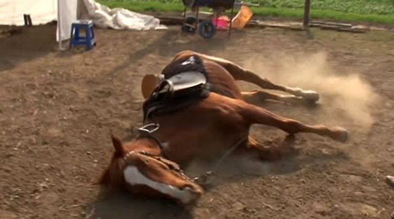 The lazy horse acts dead every time, this video viral in social media