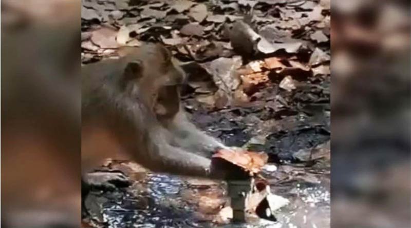 জল অপচয় রুখতে অসামান্য প্রয়াস বাঁদরের, ভিডিও দেখে শিক্ষা নেবে সমাজ?