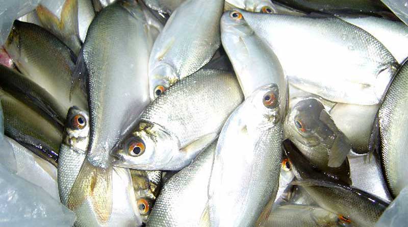 Fisherman's are cultivates Pengba fish for more profit