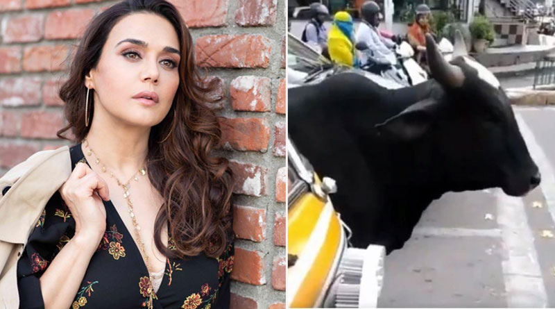 Bollywood actress Preity Zinta shares video of cow obeying traffic rules