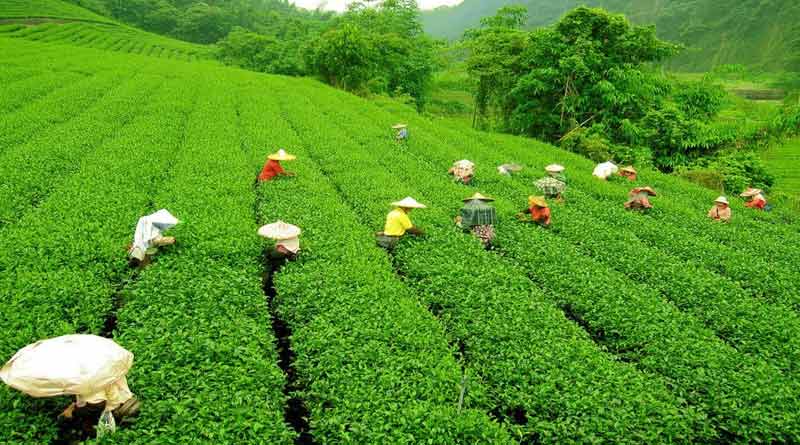 Tea garden owners declairs puja bonus for their workers