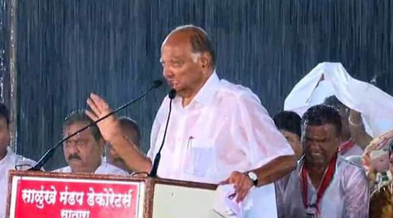 বৃষ্টিতে ভিজে দলকে ‘পওয়ার টনিক’, প্রবীণ শরদের ভোট প্রচারের ছবি ভাইরাল