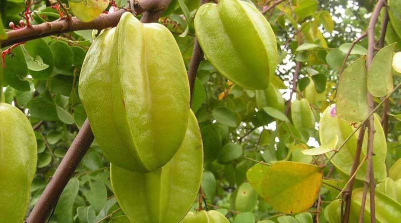 Star fruits is causing kidney ailments, said doctors sparking concern