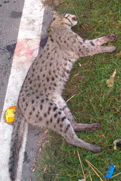 Wild-Cat