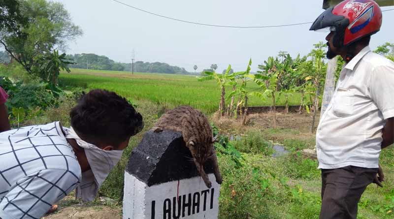 গণপিটুনিতে বাঘরোলের মৃত্যু, নিহত বন্যপ্রাণীর সঙ্গে সেলফি নিষ্ঠুরদের