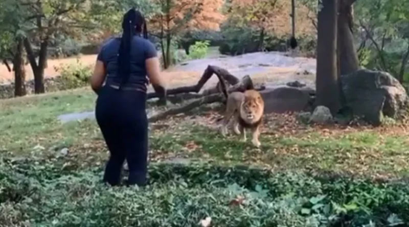 On Camera, Woman Climbs Inside Zoo Exhibit, Taunts Lion.