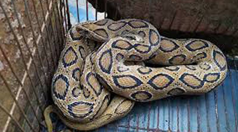 Big russlls' viper ate hens and slept into the enclosure in Howrah