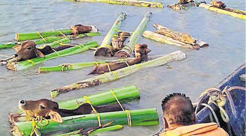 গরুপাচারেও সিবিআই তদন্ত, বিএসএফের রিপোর্টের ভিত্তিতে দিল্লিতে এফআইআরের প্রস্তুতি