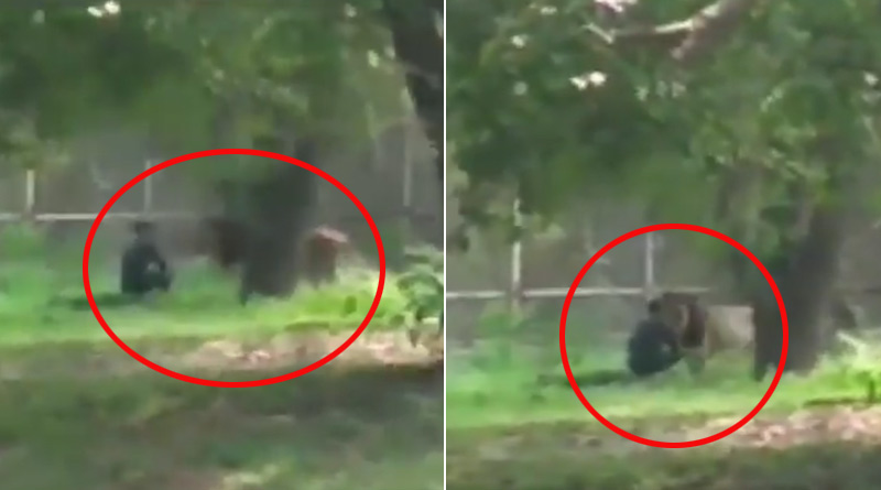 বেড়া টপকে সিংহের সামনে বসে পড়ল যুবক! তারপর…
