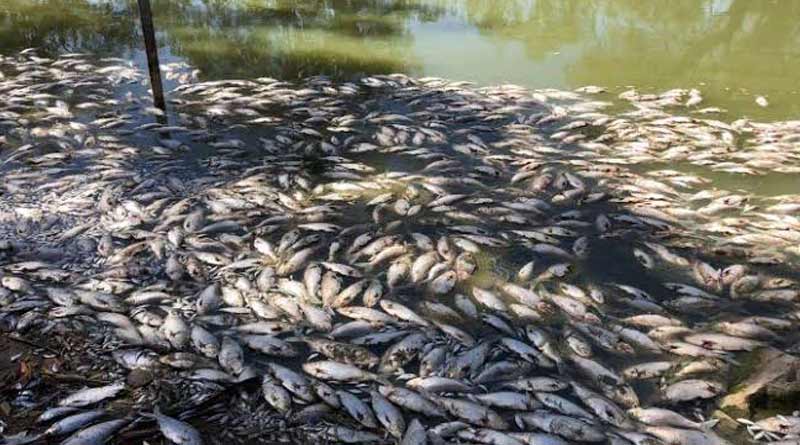 Hundreds of death fish seen on the bank of Murti River, Jalpaiguri