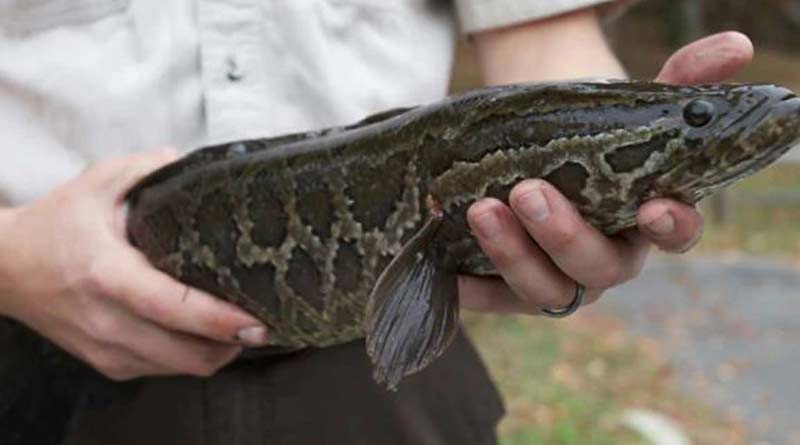 This fish can live on land, says recent reports of Georgia's Wildlife division