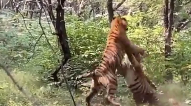 বাঘিনীর উপর অধিকার নিয়ে দাদা-ভাইয়ের তুমুল লড়াই, ভাইরাল ভিডিও