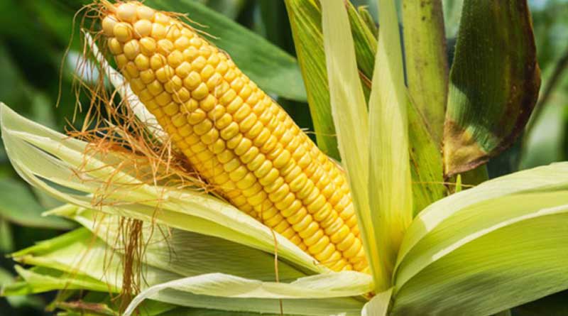 Farmers cultivates corn in Murshidabad for extra income