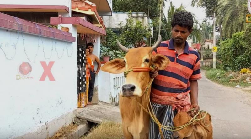 Farmer wants gold loan against cows after 'gold in milk' theory