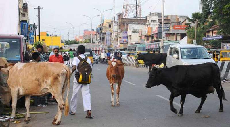 Cows are gathering on the busy streets,which becomes big problem in Katwa