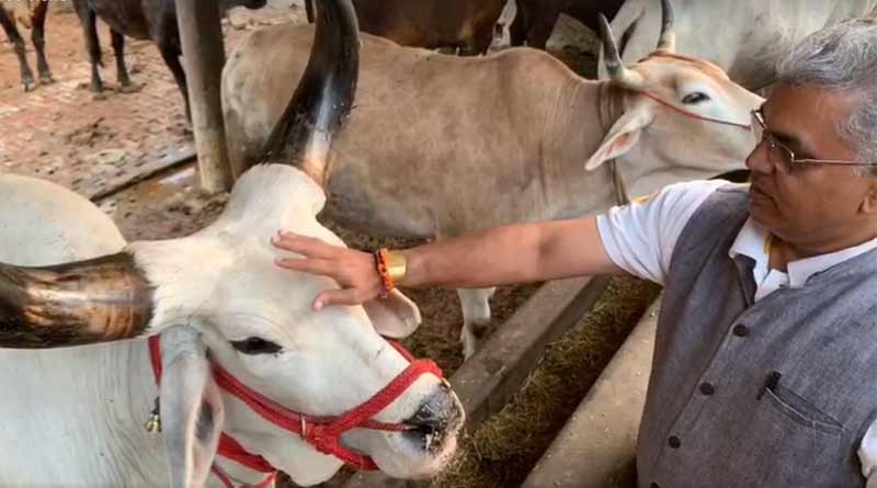 ‘সমালোচকদের ক্ষমা করো গোমাতা’, কাতর আবেদন দিলীপের