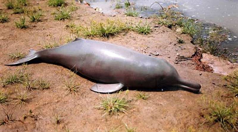Heartbreaking! Dolphin stranded in Midnapore canal dies