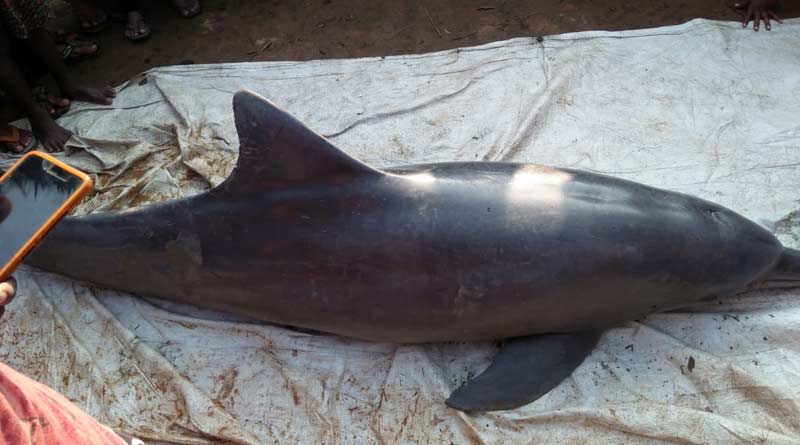 Hurt by fishing net, pregnant dolphin dies at Potuakhali, Bangladesh | Sangbad Pratidin