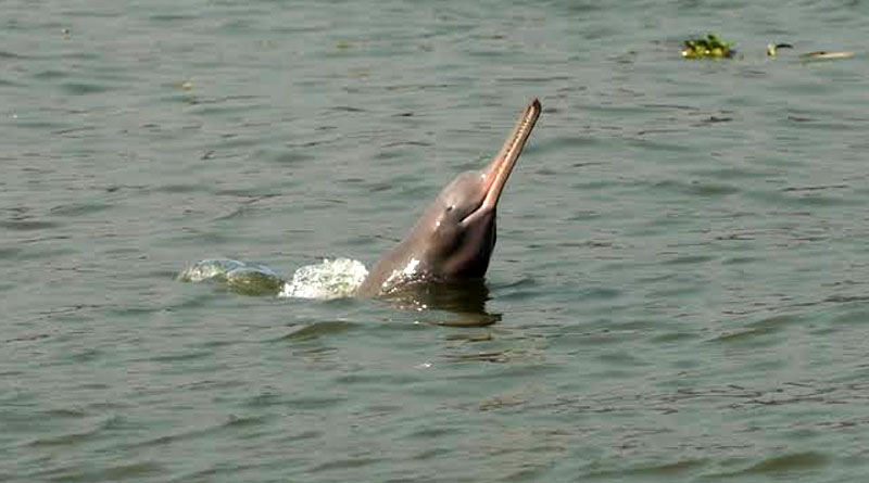 Forest officials rescue stranded river dolphin from a canal in Howrah