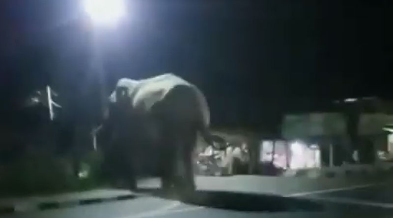 Angry Elephant rampage at Madarihat Rail Station