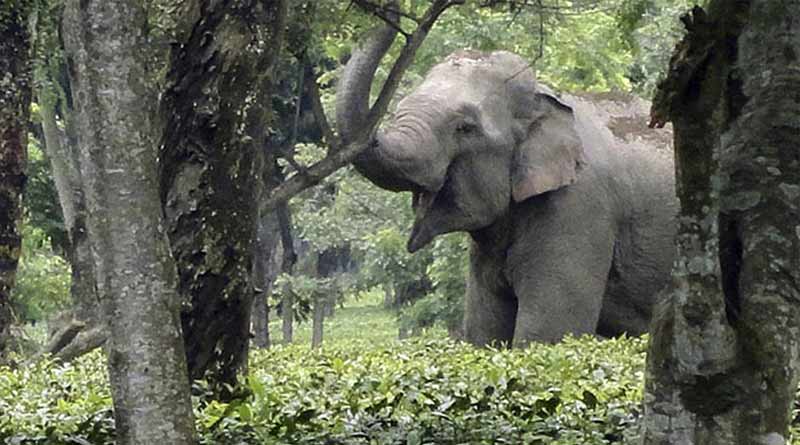 Some farmers decides to cultivates almond to save paddy from elephant