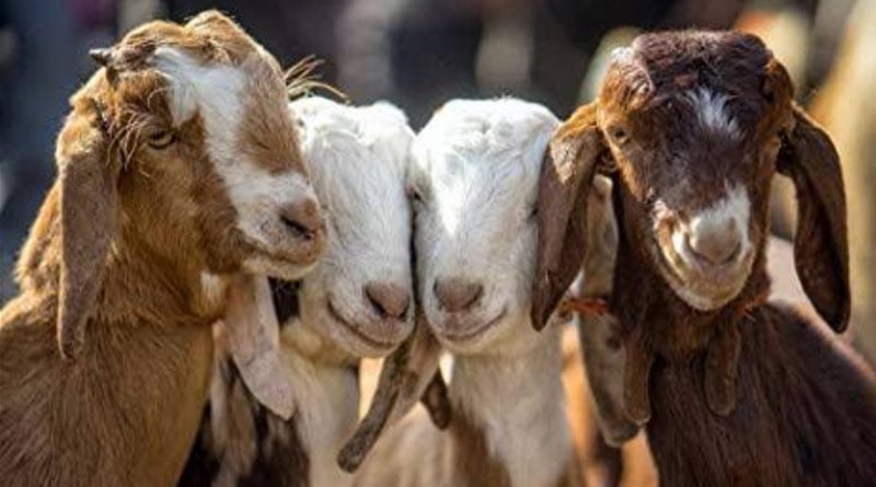 Chennai Brothers Held for Stealing Goats to Fund Father's Movie Starring Them in Lead Roles | Sangbad Pratidin‌‌