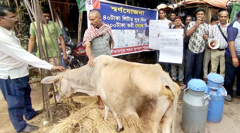 গোদুগ্ধ নিয়ে দিলীপের মন্তব্যের জবাব, প্রকাশ্যে গরুর দুধ দুইয়ে বিক্রি কলেজ পড়ুয়াদের