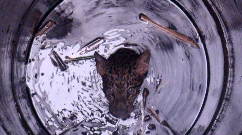 Forest department of Malbazar rescued a leopard from well