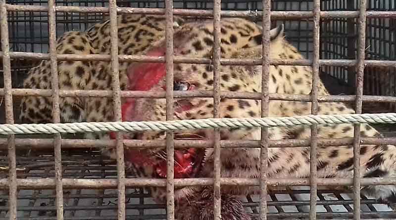 আতঙ্কের দিন শেষ, বনদপ্তরের তৎপরতায় চা বাগানে খাঁচাবন্দি চিতাবাঘ