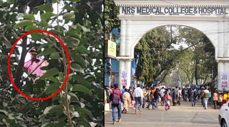NRS হাসপাতালে বটগাছের মগডালে মানসিক ভারসাম্যহীন! বহুক্ষণের চেষ্টায় উদ্ধার