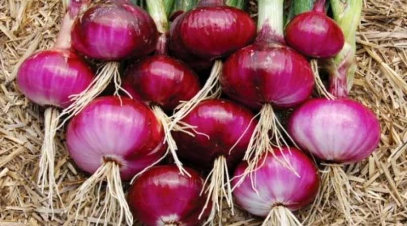 Farmers gets some money for cultivates onion in South Dinajpur