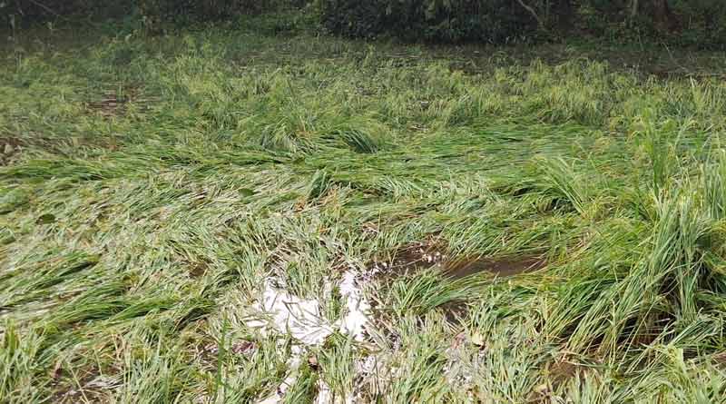 Paddy cultivation may be damaged in severe cyclone Bulbul