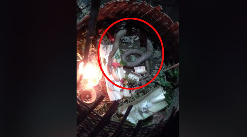 কুসংস্কারের বশে চিকিৎসার বদলে  অসুস্থ সাপকে পুজো, উদ্ধারে বাধার মুখে বনকর্মীরা