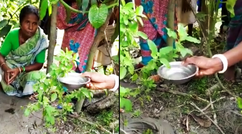 জল খাচ্ছে তুলসীগাছ! ভাইরাল ভিডিও ঘিরে চাঞ্চল্য