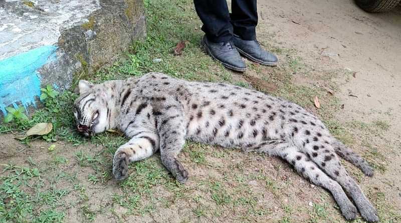 2 youth kills a fishing cat in kolkata on wednesday evening