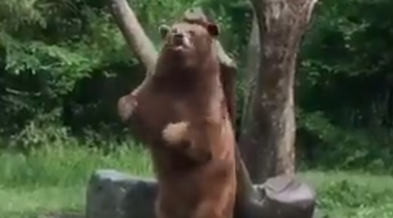 Internet finds new dancing star in a bear as adorable video goes viral