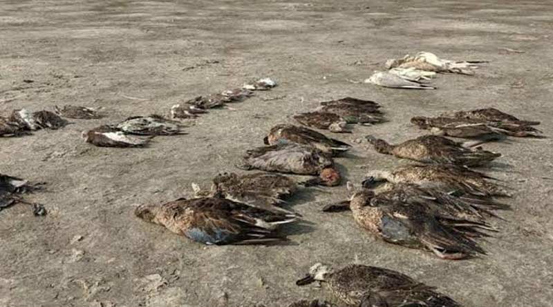 Pollution kills migratory birds at Sambhar lake at Bhopal