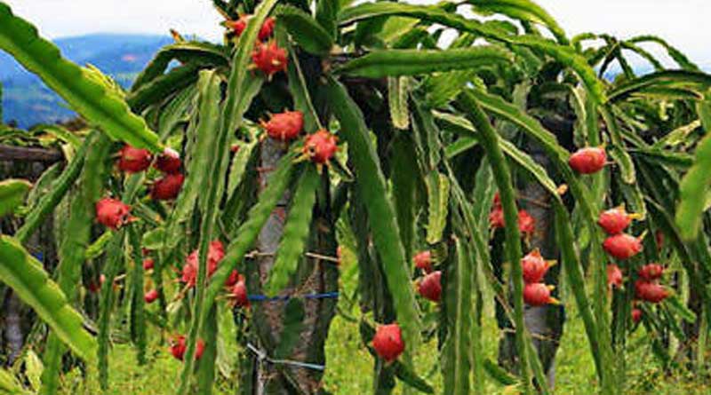 Dragon fruits cultivation started in West Bengal's Purulia District