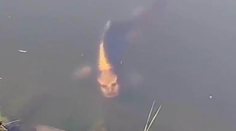 Terrifying Fish With ‘Human Face’ Spotted In Chinese Lake