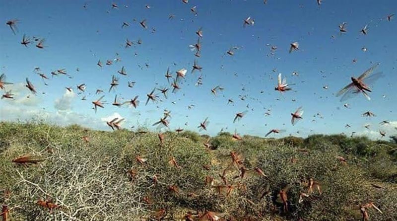 Desert locust enter in Maharshtra, farmers are in new trouble